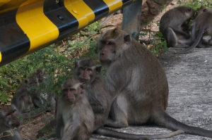 Lombok-Affe-5