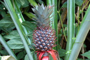 Lombok-Bergdorf-Ananas