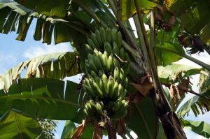 Lombok-Bergdorf-Bananen