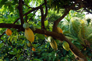 Lombok-Bergdorf-Kakao