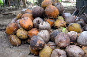 Lombok-Bergdorf-Kokosnuesse