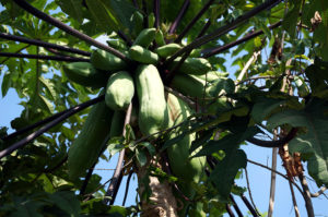 Lombok-Bergdorf-Papaya