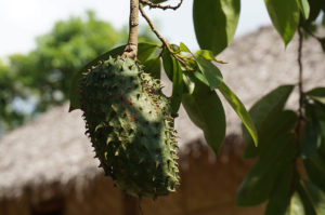 Lombok-Bergdorf-Soursop