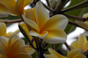 Lombok-Frangipani