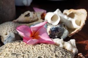 Lombok-Muscheln