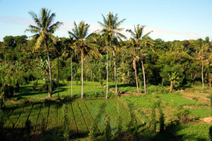 Lombok-Reisfeld