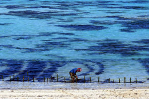 Lombok-Sueden-Seetangernte