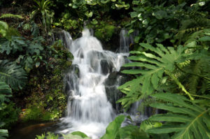 Singapur botanischer Garten (2)