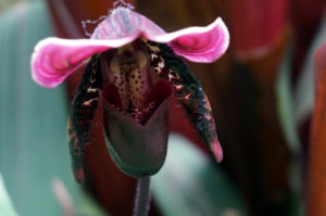 Singapur botanischer Garten (3)