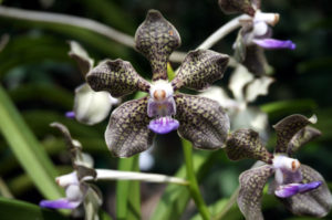 Singapur botanischer Garten (4)