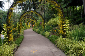 Singapur botanischer Garten (6)