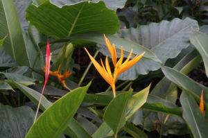 Singapur botanischer Garten (7)