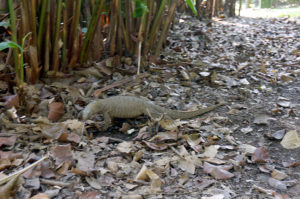 Singapur botanischer Garten (8)