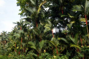 Singapur botanischer Garten (9)