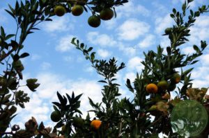 heisse-Granate-Mandarinen